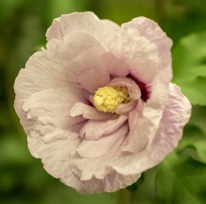 PINK CHIFFON ROSE OF SHARON 40CM - image 3