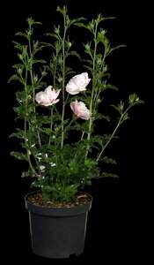 PINK CHIFFON ROSE OF SHARON 40CM - image 4