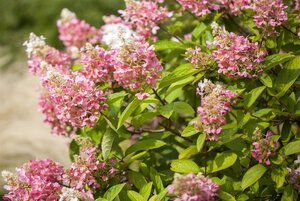 PINK DIAMOND HYDRANGEA 50CM