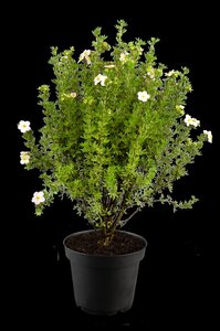 PINK PARADISE POTENTILLA 2 GAL