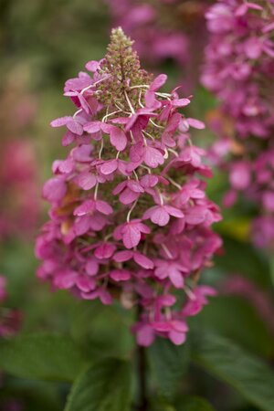 PINKY WINKY HYDRANGEA 100CM STD - image 3