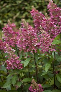 PINKY WINKY HYDRANGEA 100CM STD - image 4