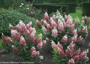 PINKY WINKY HYDRANGEA 40CM