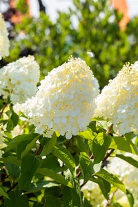 POLAR BEAR HYDRANGEA 30CM - image 4