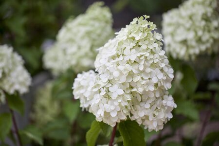 POLAR BEAR HYDRANGEA 30CM - image 1