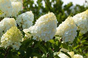 POLAR BEAR HYDRANGEA 30CM - image 2