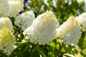 POLAR BEAR HYDRANGEA 30CM - image 3