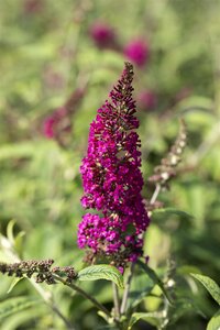 PRINCE CHARMING BUTTERFLY BUSH 2G 40CM