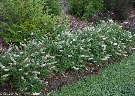 PUGSTER WHITE BUTTERFLY BUSH 30CM