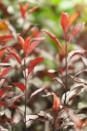 PURPLE LEAF SANDCHERRY 50 CM - image 1