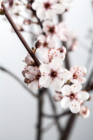 PURPLE LEAF SANDCHERRY 50 CM - image 4