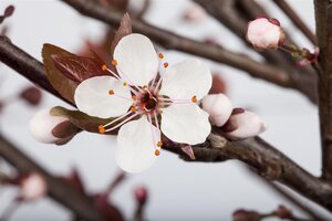 PURPLE LEAF SANDCHERRY 50 CM - image 3