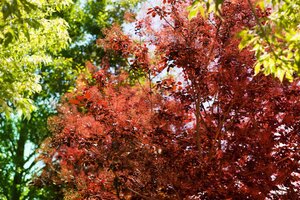 PURPLE SMOKE BUSH 60 CM - image 1