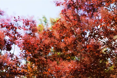 PURPLE SMOKE BUSH 60 CM - image 4