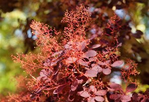 PURPLE SMOKE BUSH 60 CM - image 2