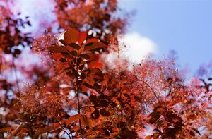 PURPLE SMOKE BUSH 60 CM - image 3