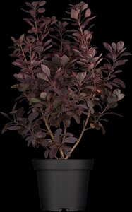 PURPLE SMOKE BUSH 60 CM - image 5