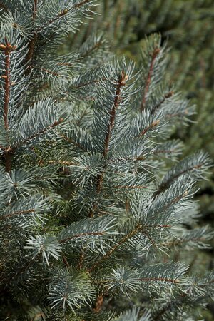 PYRAMID BLUE SPRUCE 120 CM - image 1