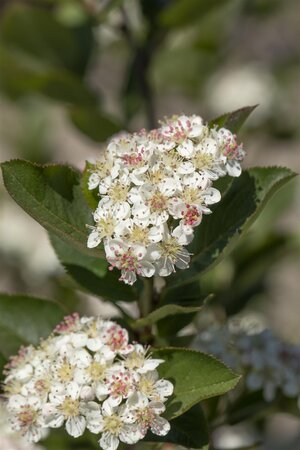 RED CHOKEBERRY BRILLIANT 60CM