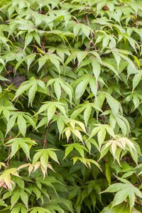 RED DRAGON JAPANESE MAPLE 50CM - image 4