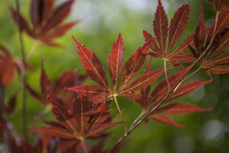 RED DRAGON JAPANESE MAPLE 50CM - image 1