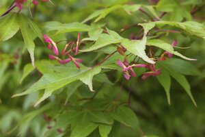 RED DRAGON JAPANESE MAPLE 50CM - image 5