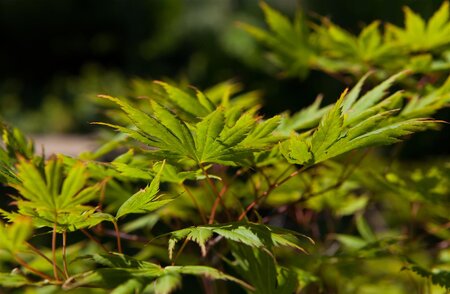 RED DRAGON JAPANESE MAPLE 50CM - image 3