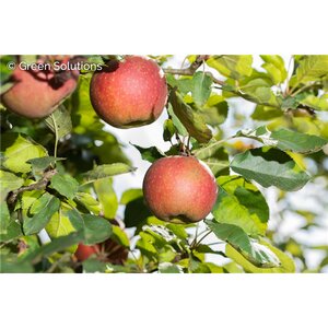 RED JONAGOLD APPLE DWARF