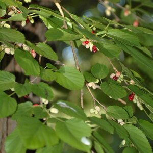 RED MULBERRY 40 CM