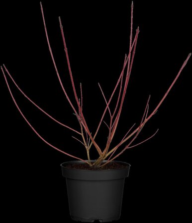 RED OSIER DOGWOOD 2 GAL - image 2