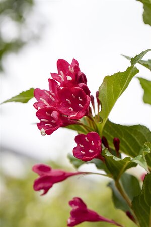 RED PRINCE WEIGELA 30CM - image 3