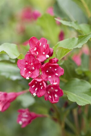 RED PRINCE WEIGELA 30CM - image 4