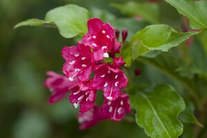 RED PRINCE WEIGELA 50 CM - image 1