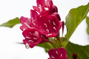 RED PRINCE WEIGELA 50 CM - image 2