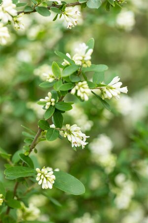 REGELIANUM PRIVET 40CM - image 2