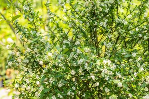 REGELIANUM PRIVET 40CM - image 5