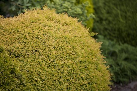 RHEINGOLD CEDAR 20 CM - image 5