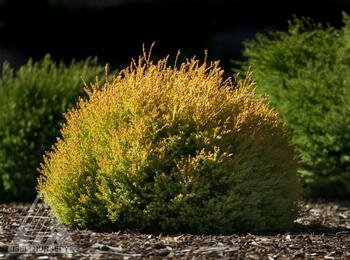 RHEINGOLD CEDAR 20 CM - image 1