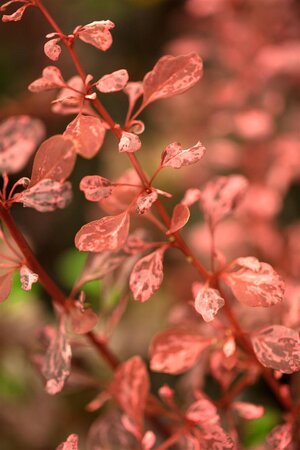 ROSE GLOW BARBERRY 25CM - image 2