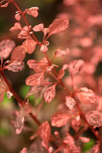 ROSE GLOW BARBERRY 25CM - image 2