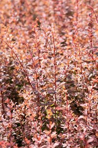 ROSE GLOW BARBERRY 25CM - image 4