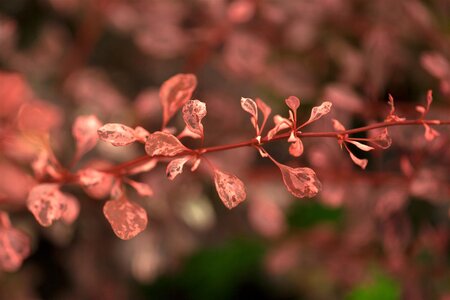 ROSE GLOW BARBERRY 25CM - image 1