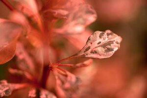 ROSE GLOW BARBERRY 25CM - image 3