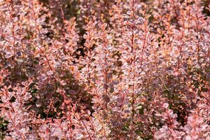 ROSE GLOW BARBERRY 25CM - image 5