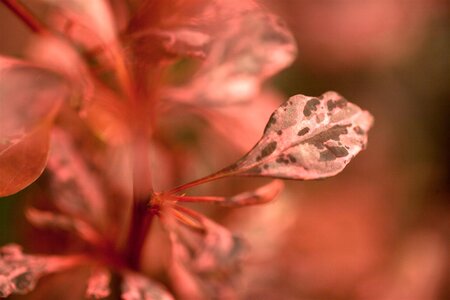 ROSE GLOW BARBERRY 30 CM - image 4