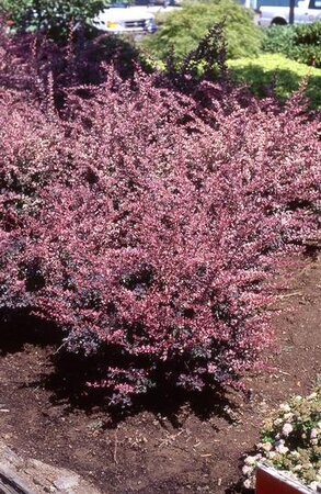 ROSE GLOW BARBERRY 30 CM - image 1