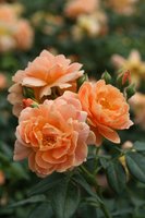Roses