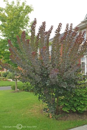 ROYAL PURPLE SMOKE BUSH 100 CM - image 1