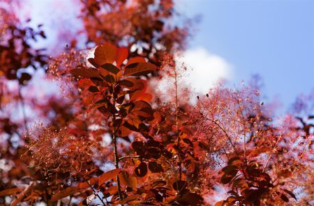 ROYAL PURPLE SMOKE BUSH 50CM - image 3