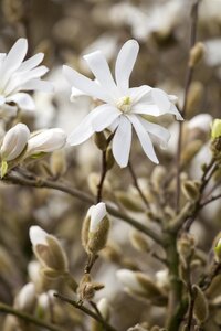 ROYAL STAR MAGNOLIA 175CM WB - image 1